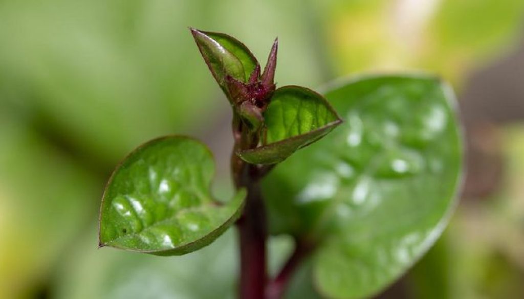 daun-binahong_169