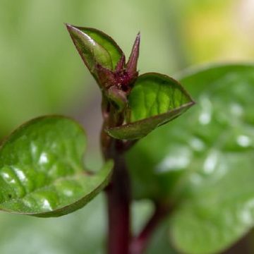 daun-binahong_169