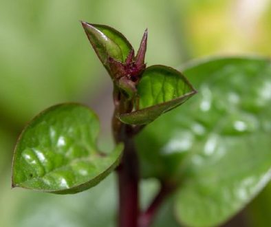 daun-binahong_169